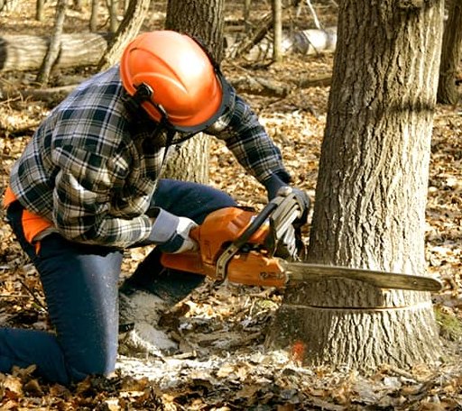 Tree Removal in Cordesville, SC